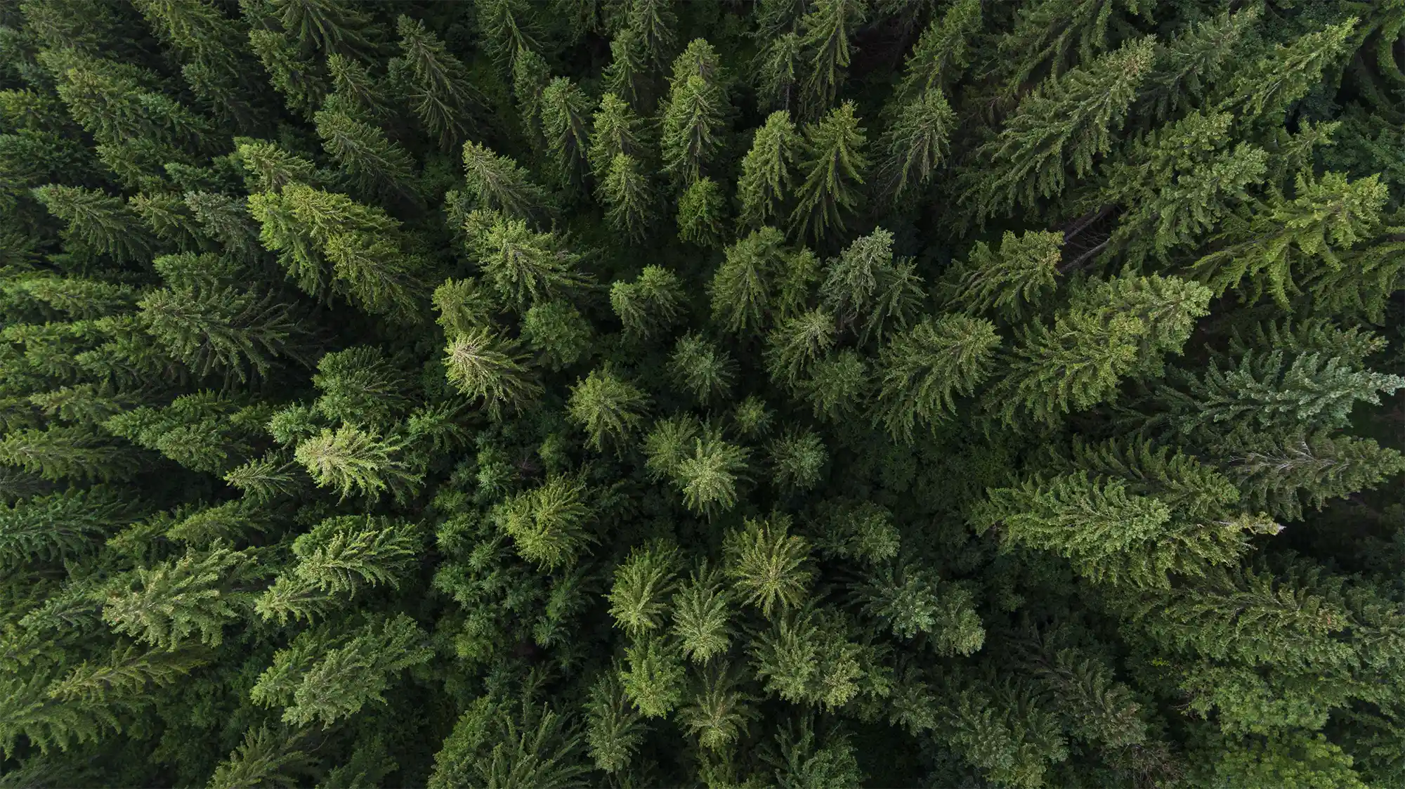 Aerial view of a forest symbolising Utilita Business’s commitment to transparent sustainability for businesses across the UK.